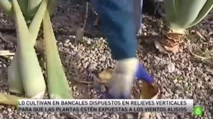 Unidad 1 - Vidéo - De la tierra volcánica al aloe vera